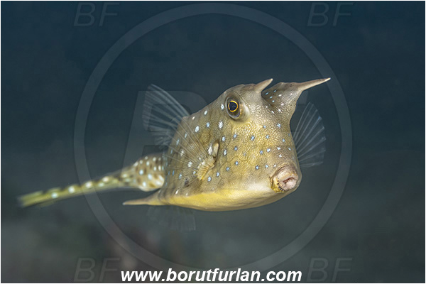 Lembeh strait, Sulawesi, Indonesia, Lactoria cornuta, Lactoria, Ostraciidae, Longhorn cowfish, Cowfish, Fish