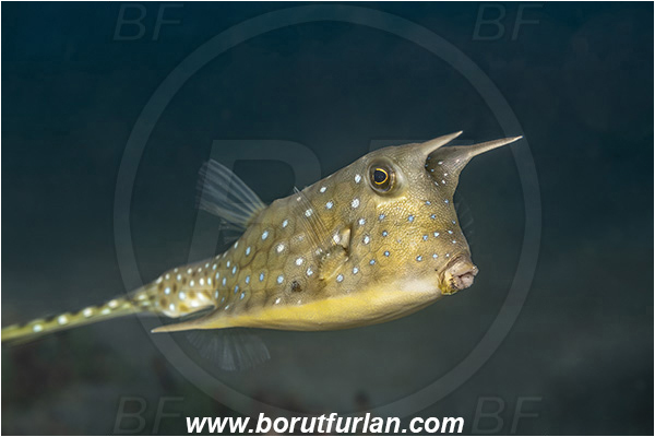 Lembeh strait, Sulawesi, Indonesia, Lactoria cornuta, Lactoria, Ostraciidae, Longhorn cowfish, Cowfish, Fish
