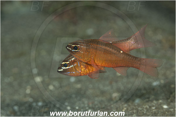 Lembeh strait, Sulawesi, Indonesia, Ostorhinchus moluccensis, Ostorhinchus, Apogonidae, Moluccan cardinalfish, Cardinalfish, Fish, Mating