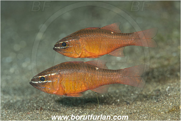 Lembeh strait, Sulawesi, Indonesia, Ostorhinchus moluccensis, Ostorhinchus, Apogonidae, Moluccan cardinalfish, Cardinalfish, Fish, Mating