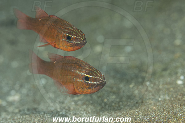 Lembeh strait, Sulawesi, Indonesia, Ostorhinchus moluccensis, Ostorhinchus, Apogonidae, Moluccan cardinalfish, Cardinalfish, Fish, Mating