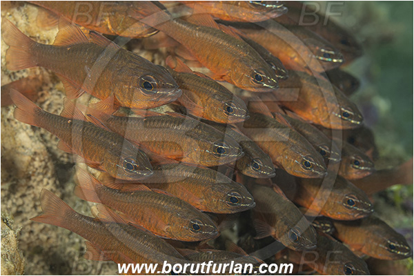 Lembeh strait, Sulawesi, Indonesia, Ostorhinchus moluccensis, Ostorhinchus, Apogonidae, Moluccan cardinalfish, Cardinalfish, Fish, Fish school