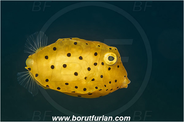 Lembeh strait, Sulawesi, Indonesia, Ostracion cubicus, Ostracion, Yellow Boxfish, Boxfish, Juvenile, Fish, Ostraciidae