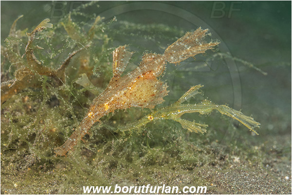 Lembeh strait, Sulawesi, Indonesia, Solenostomus paegnius, Solenostomus, Solenostomidae, Roughsnout Ghost Pipefish, Ghost Pipefish, Fish