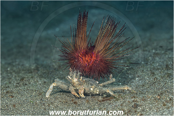 Lembeh strait, Sulawesi, Indonesia, Dorippe frascone, Dorippe, Dorippidae, Decapoda, Urchin Crab, Crab, Crustacea, Crustacean, Astropyga radiata, Astropyga, Diadematidae, Red fire urchin, Sea Urchin, Echinoidea, Echinodermata, Echinoderm, Echinothuriidae, Symbiosis