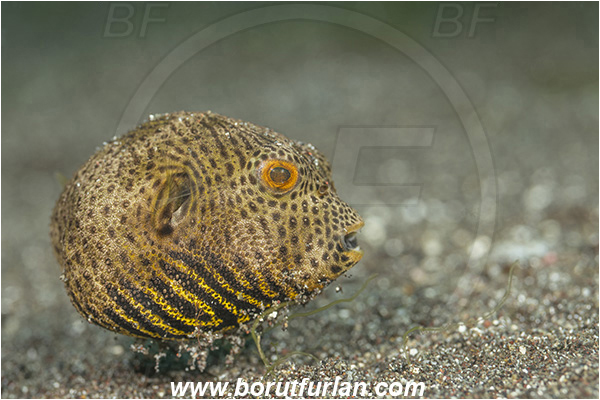 Lembeh strait, Sulawesi, Indonesia, Arothron stellatus, Arothron, Tetraodontidae, Starry puffer, Puffer, Fish, Juvenile