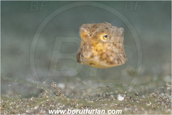 Lembeh strait, Sulawesi, Indonesia, Ostracion cubicus, Ostracion, Yellow Boxfish, Boxfish, Juvenile, Fish, Ostraciidae