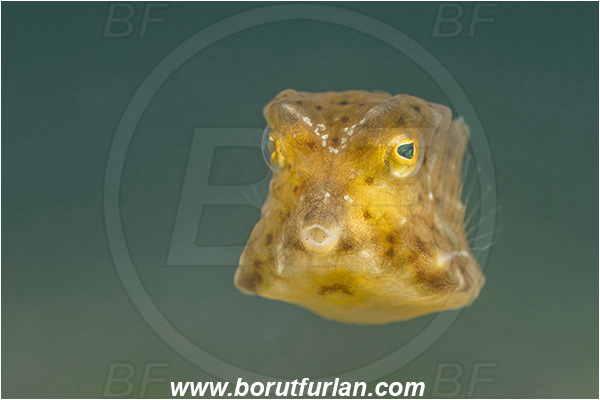 Lembeh strait, Sulawesi, Indonesia, Ostracion cubicus, Ostracion, Yellow Boxfish, Boxfish, Juvenile, Fish, Ostraciidae