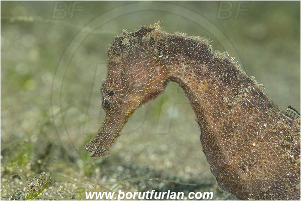 Lembeh strait, Sulawesi, Indonesia, Hippocampus kuda, Hippocampus, Syngnathidae, Common seahorse, Yellow seahorse, Spotted seahorse, Seahorse, Fish, Portrait