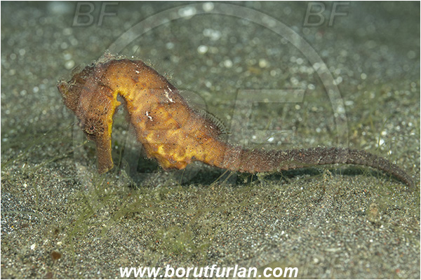 Lembeh strait, Sulawesi, Indonesia, Hippocampus kuda, Hippocampus, Syngnathidae, Common seahorse, Yellow seahorse, Spotted seahorse, Seahorse, Fish