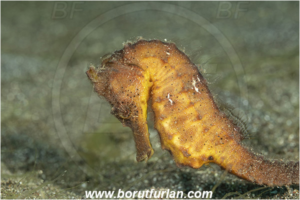 Lembeh strait, Sulawesi, Indonesia, Hippocampus kuda, Hippocampus, Syngnathidae, Common seahorse, Yellow seahorse, Spotted seahorse, Seahorse, Fish