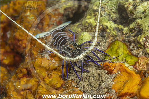 Lembeh strait, Sulawesi, Indonesia, Palinurus versicolor, Panulirus, Palinuridae, Painted Spiny Lobster, Lobster, Decapoda, Crustacea, Crustacean, Juvenile