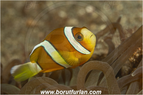Lembeh strait, Sulawesi, Indonesia, Amphiprion tricinctus, Amphiprion, Pomacentridae, Three-band anemonefish, Anemonefish, Three-band clownfish, Clownfish, Fish