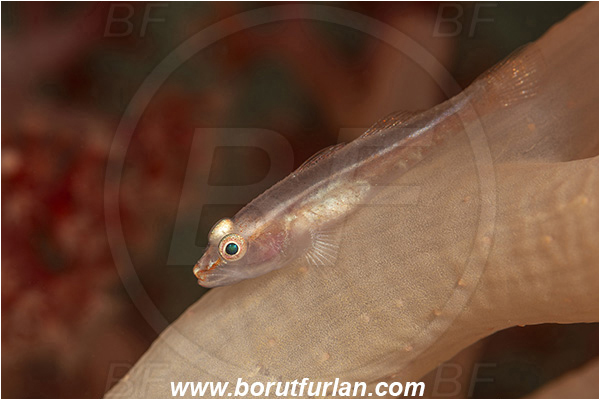 Lembeh strait, Sulawesi, Indonesia, Trimma sp., Trimma, Pygmy goby, Goby, Gobiidae, Fish