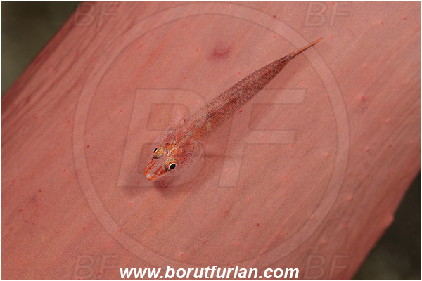 Lembeh strait, Sulawesi, Indonesia, Trimma sp., Trimma, Pygmy goby, Goby, Gobiidae, Fish