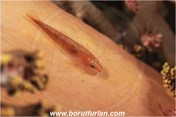 Lembeh strait, Sulawesi, Indonesia, Trimma sp., Trimma, Pygmy goby, Goby, Gobiidae, Fish