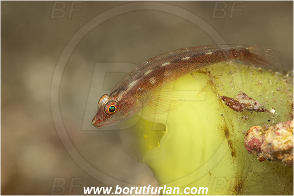 Lembeh strait, Sulawesi, Indonesia, Pleurosicya mossambica, Pleurosicya, Ghost goby, Goby, Fish, Gobiidae