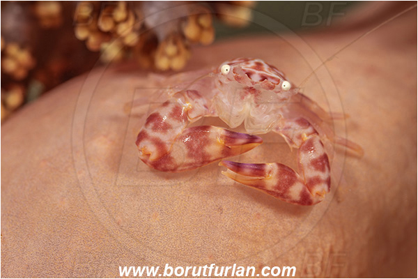 Lembeh strait, Sulawesi, Indonesia, Porcellanella triloba, Porcellanella, Porcellanidae, Decapoda, Painted porcelain crab, Sea pen crab, Porcelain crab, Crab, Crustacea, Crustacean