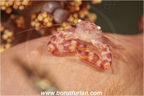Lembeh strait, Sulawesi, Indonesia, Porcellanella triloba, Porcellanella, Porcellanidae, Decapoda, Painted porcelain crab, Sea pen crab, Porcelain crab, Crab, Crustacea, Crustacean