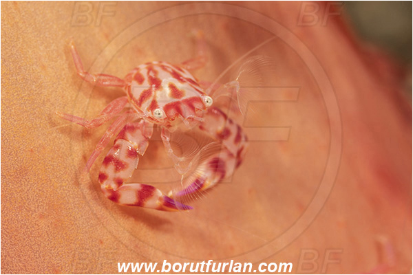 Lembeh strait, Sulawesi, Indonesia, Porcellanella triloba, Porcellanella, Porcellanidae, Decapoda, Painted porcelain crab, Sea pen crab, Porcelain crab, Crab, Crustacea, Crustacean