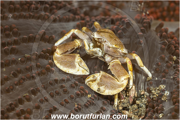 Lembeh strait, Sulawesi, Indonesia, Neopetrolisthes maculatus, Neopetrolisthes, Porcellanidae, Decapoda, Porcelain Crab, Crab, Crustacea, Crustacean