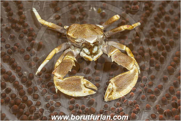 Lembeh strait, Sulawesi, Indonesia, Neopetrolisthes maculatus, Neopetrolisthes, Porcellanidae, Decapoda, Porcelain Crab, Crab, Crustacea, Crustacean