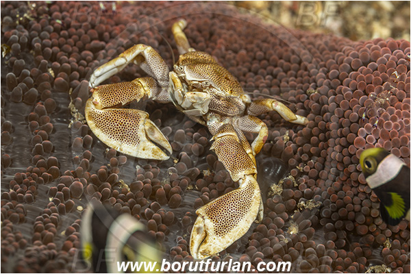 Lembeh strait, Sulawesi, Indonesia, Neopetrolisthes maculatus, Neopetrolisthes, Porcellanidae, Decapoda, Porcelain Crab, Crab, Crustacea, Crustacean