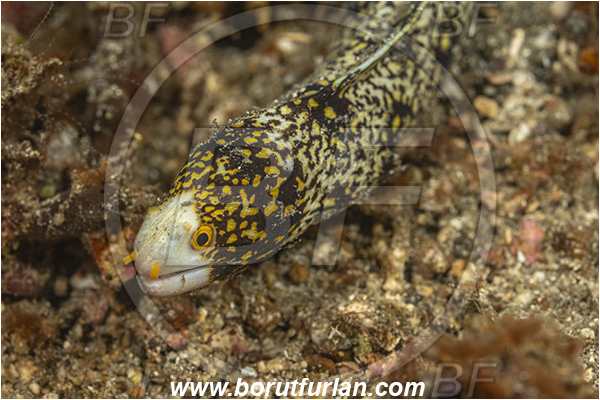 Lembeh strait, Sulawesi, Indonesia, Echidna nebulosa, Echidna, Muraenidae, Snowflake Moray Eel, Moray, Fish, Portrait