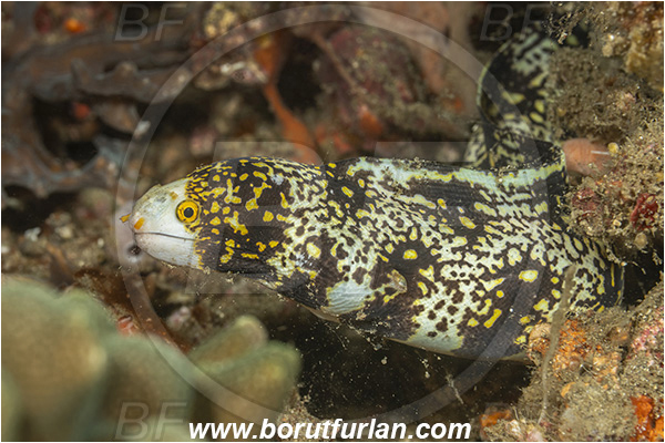 Lembeh strait, Sulawesi, Indonesia, Echidna nebulosa, Echidna, Muraenidae, Snowflake Moray Eel, Moray, Fish, Portrait