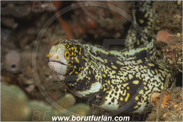 Lembeh strait, Sulawesi, Indonesia, Echidna nebulosa, Echidna, Muraenidae, Snowflake Moray Eel, Moray, Fish, Portrait