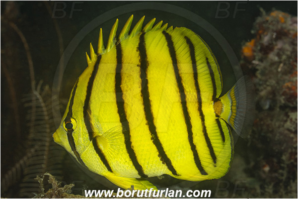 Lembeh strait, Sulawesi, Indonesia, Chaetodon octofasciatus, Chaetodon, Chaetodontidae, Eightband Butterflyfish, Butterflyfish, Fish
