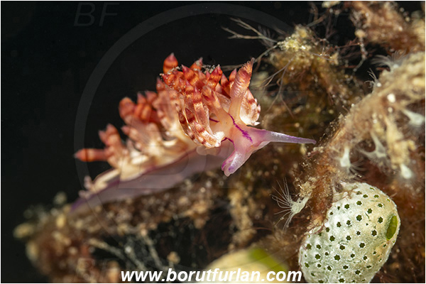 Lembeh strait, Sulawesi, Indonesia, Coryphellina rubrolineata, Coryphellina, Flabellinidae, Red-lined flabellina, Nudibranch, Sea slug, Gastropoda, Mollusca