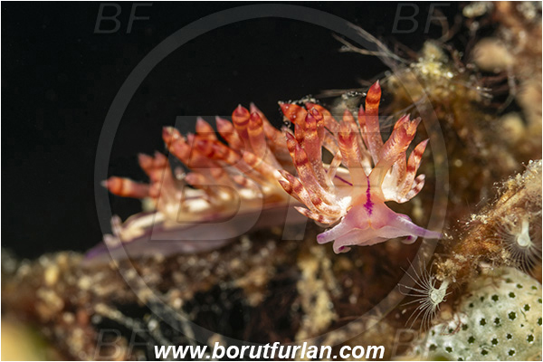 Lembeh strait, Sulawesi, Indonesia, Coryphellina rubrolineata, Coryphellina, Flabellinidae, Red-lined flabellina, Nudibranch, Sea slug, Gastropoda, Mollusca