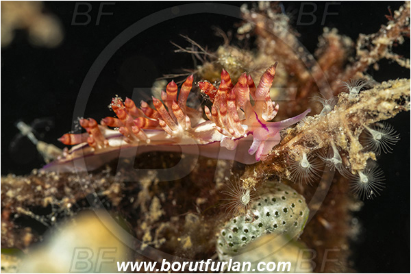 Lembeh strait, Sulawesi, Indonesia, Coryphellina rubrolineata, Coryphellina, Flabellinidae, Red-lined flabellina, Nudibranch, Sea slug, Gastropoda, Mollusca
