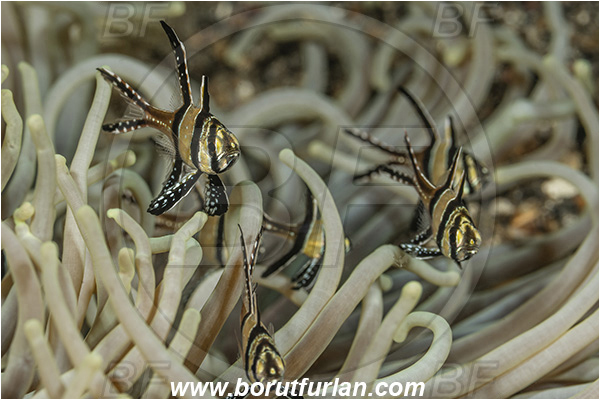 Lembeh strait, Sulawesi, Indonesia, Pterapogon kauderni, Pterapogon, Apogonidae, Banggai cardinalfish, Cardinalfish, Fish