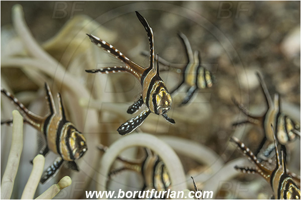 Lembeh strait, Sulawesi, Indonesia, Pterapogon kauderni, Pterapogon, Apogonidae, Banggai cardinalfish, Cardinalfish, Fish