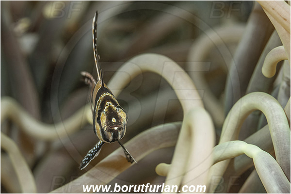 Lembeh strait, Sulawesi, Indonesia, Pterapogon kauderni, Pterapogon, Apogonidae, Banggai cardinalfish, Cardinalfish, Fish, Portrait