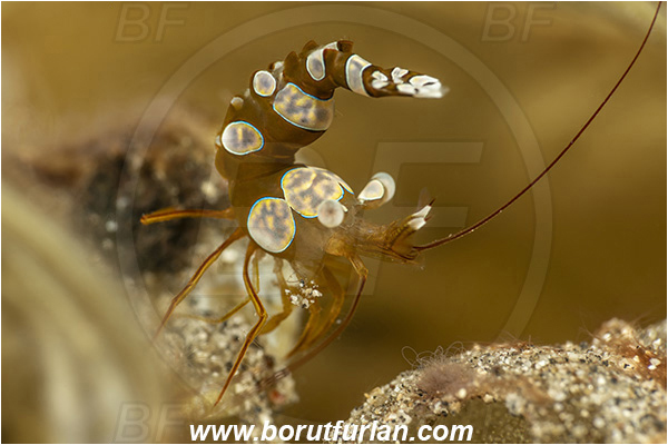 Lembeh strait, Sulawesi, Thor amboinensis, Thor, Thoridae, Decapoda, Ambonian Shrimp, Shrimp, Crustacea, Crustacean