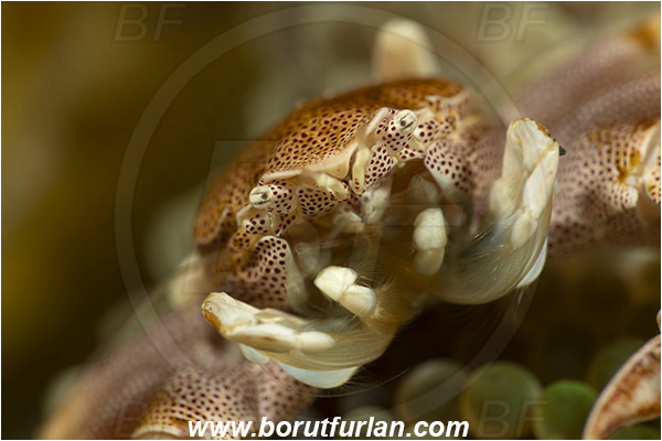 Lembeh strait, Sulawesi, Indonesia, Neopetrolisthes maculatus, Neopetrolisthes, Porcellanidae, Decapoda, Porcelain Crab, Crab, Crustacea, Crustacean, Portrait