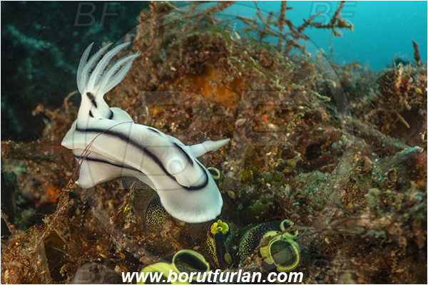 Lembeh strait, Sulawesi, Indonesia, Chromodoris willani, Chromodoris, Chromodorididae, Willan