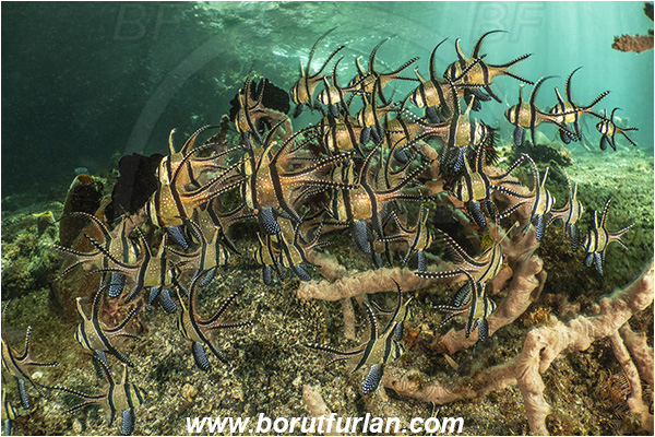 Lembeh strait, Sulawesi, Indonesia, Pterapogon kauderni, Pterapogon, Apogonidae, Banggai cardinalfish, Cardinalfish, Fish, Fish school, Reef
