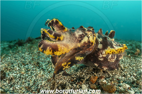 Lembeh strait, Sulawesi, Indonesia, Metasepia pfefferi, Metasepia, Sepiidae, Cephalopoda, Mollusca, Mollusc, Pfeffer