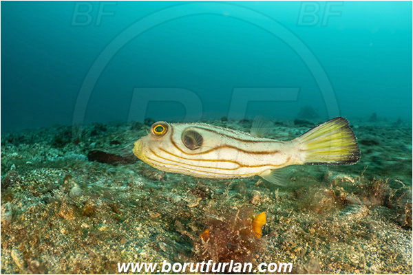 Lembeh strait, Sulawesi, Indonesia, Arothron manilensis, Arothron, Tetraodontidae, Narrow-lined puffer, Puffer, Fish