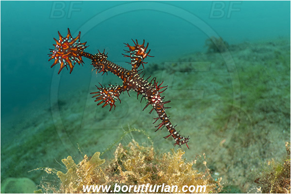 Lembeh strait, Sulawesi, Indonesia, Solenostomus paradoxus, Solenostomus, Solenostomidae, Harlequin Ghost Pipefish, Ornate Ghost Pipefish, Fish