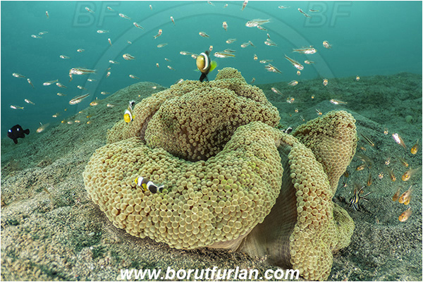 Lembeh strait, Sulawesi, Indonesia, Stichodactyla mertensii, Stichodactyla, Stichodactylidae, Merten
