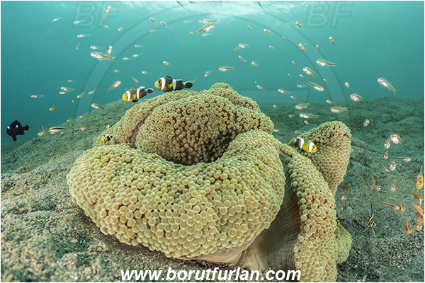 Lembeh strait, Sulawesi, Indonesia, Stichodactyla mertensii, Stichodactyla, Stichodactylidae, Merten