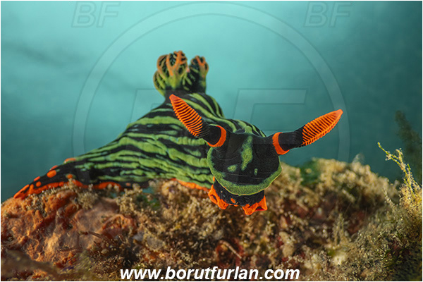 Lembeh strait, Sulawesi, Indonesia, Nembrotha kubaryana, Nembrotha, Polyceridae, Polycerid nudibranch, Dusky Nembrotha, Variable neon slug, Nudibranch, Sea slug, Gastropoda, Mollusca, Mollusc, Reef