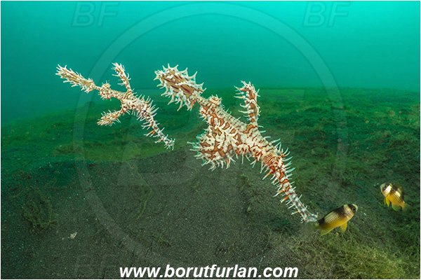 Lembeh strait, Sulawesi, Indonesia, Solenostomus paradoxus, Solenostomus, Solenostomidae, Harlequin Ghost Pipefish, Ornate Ghost Pipefish, Fish
