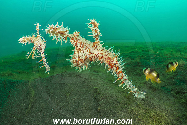 Lembeh strait, Sulawesi, Indonesia, Solenostomus paradoxus, Solenostomus, Solenostomidae, Harlequin Ghost Pipefish, Ornate Ghost Pipefish, Fish