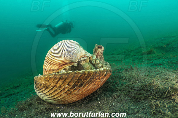 Lembeh strait, Sulawesi, Indonesia, Amphioctopus marginatus, Amphioctopus, Octopodidae, Veined octopus, Coconut Octopus, Octopus, Cephalopoda, Mollusca, Mollusc, Hiding in shell, Reef, Diver